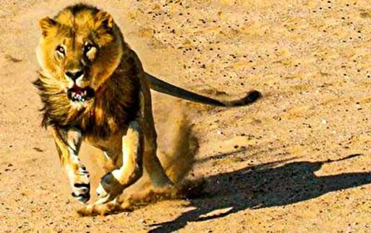 حمله انفرادی سلطان جنگل به گله بوفالوها+ فیلم