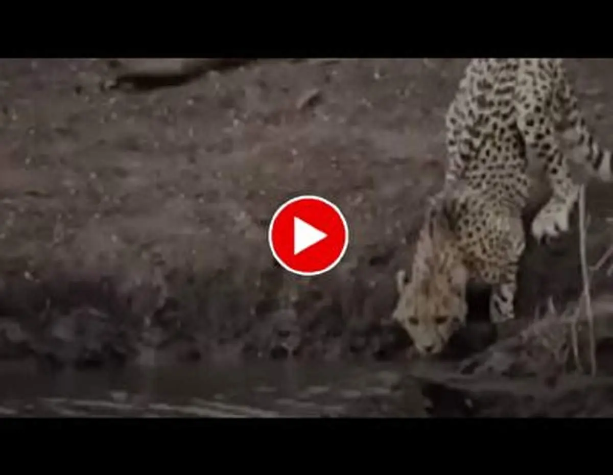 لحظه ترسناک شکار یک یوزپلنگ توسط تمساح!+ فیلم