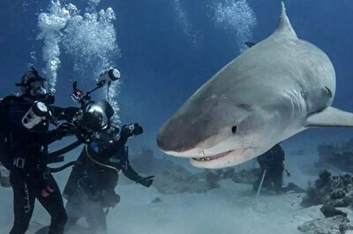 لحظه هراس انگیز حمله کوسه به غواص+ فیلم