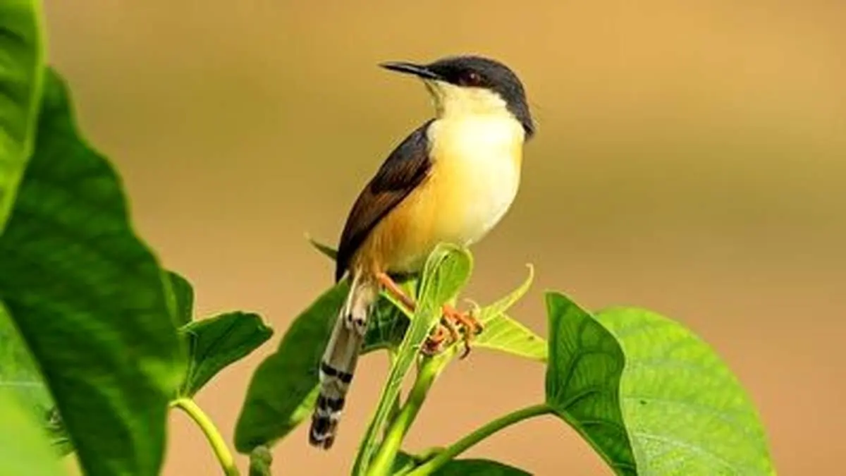 محافظت دیدنی این پرنده از ۴ جوجه اش! + فیلم