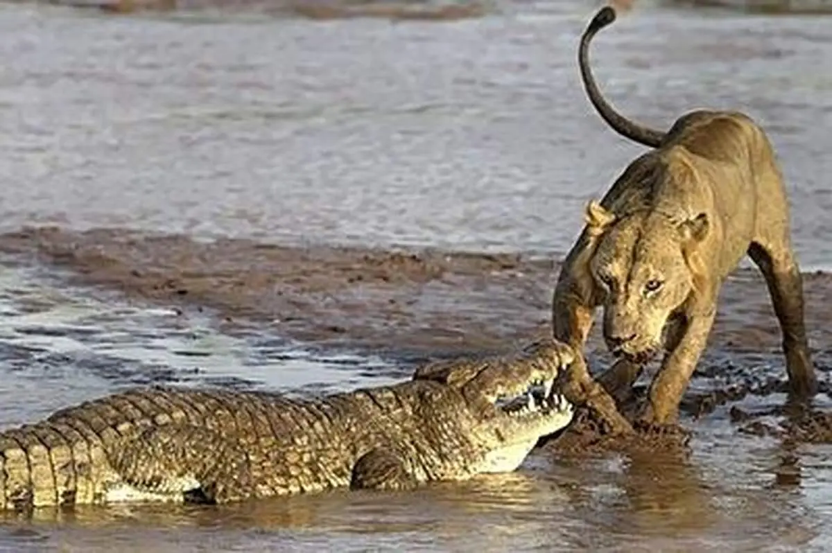 جدال شیر و تمساح بر سر طعمه+ فیلم