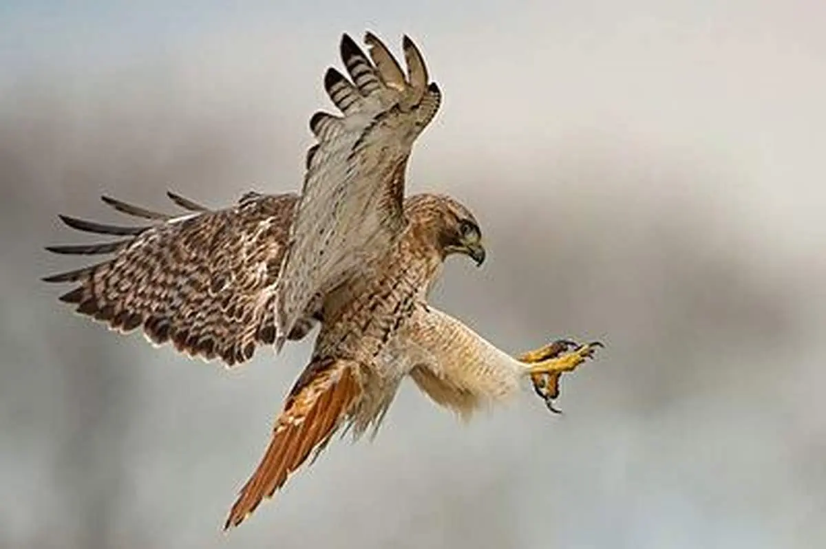 ربودن سنجاب توسط هاوک از درخت+ فیلم