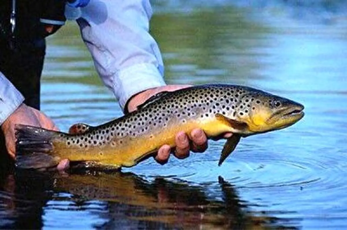 ویدئویی عجیب از خارج شدن ماهی زنده از معده ماهی دیگر!