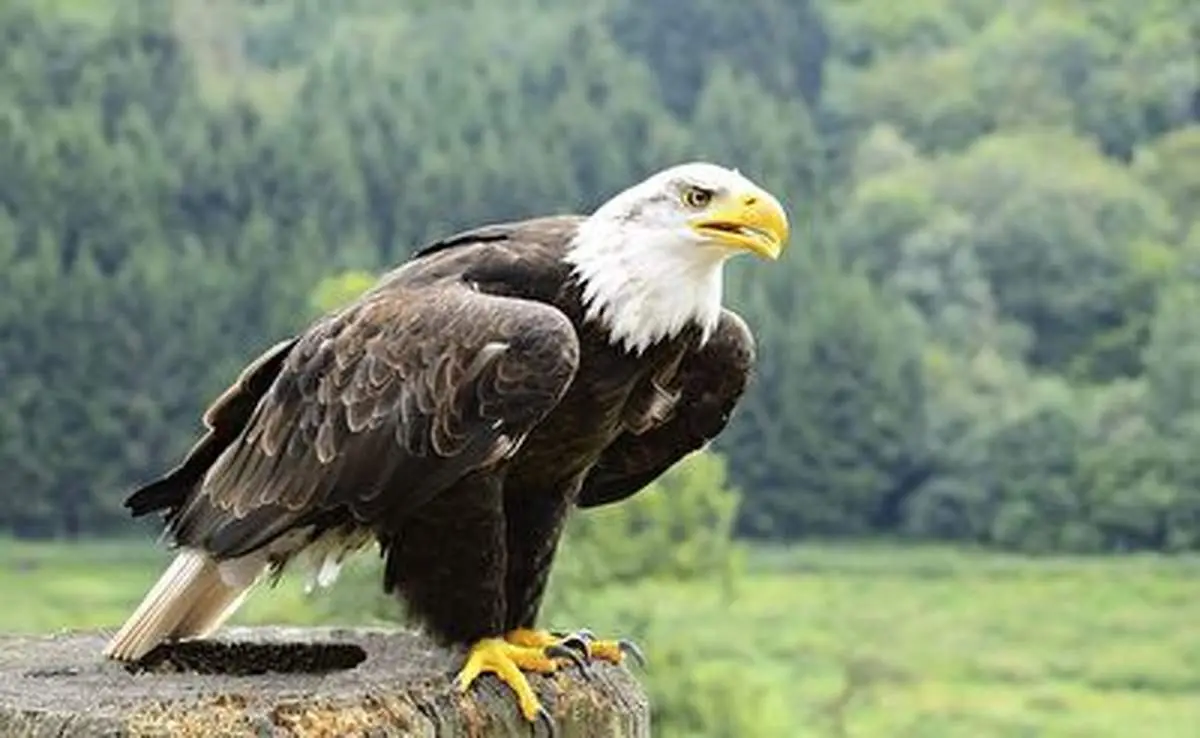 بامزه ترین مدل راه رفتن مربوط به این پرنده شکاری است+ فیلم