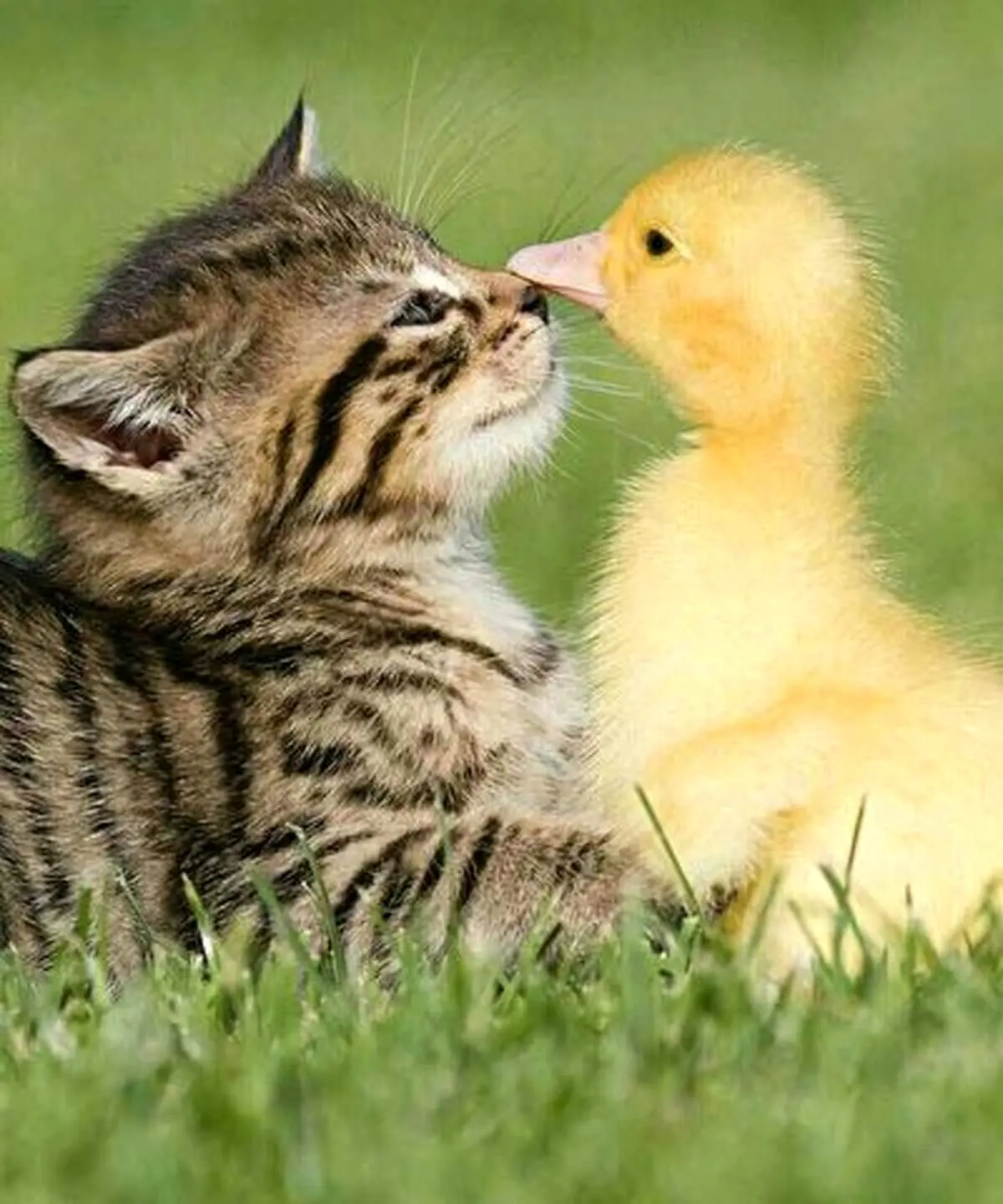 جدال نفس‌گیر گربه و اردک بر سر غذا+ فیلم