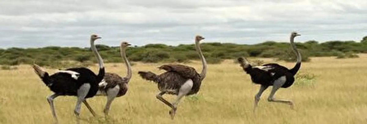 حمله وحشیانه شترمرغ به یک گردشگر!+ فیلم