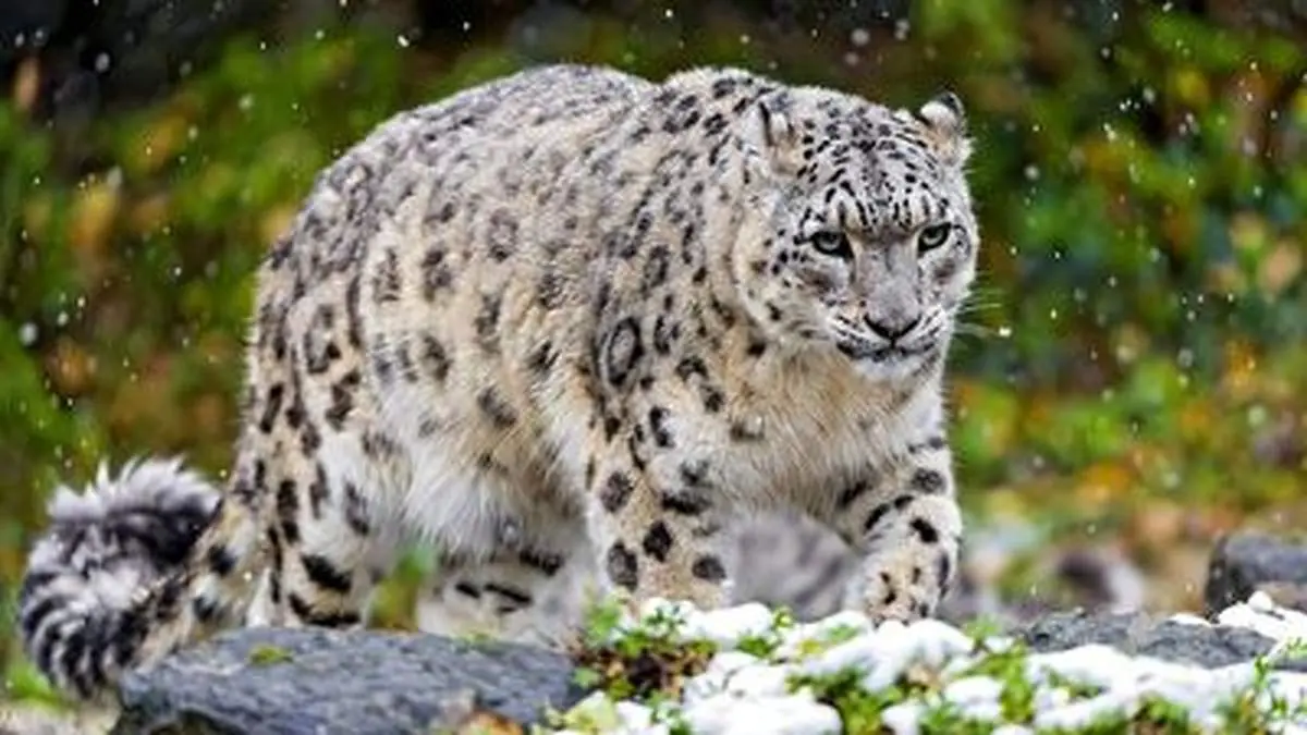 پلنگ‌‌ها چگونه در سکوت شکار می‌کنند؟+فیلم