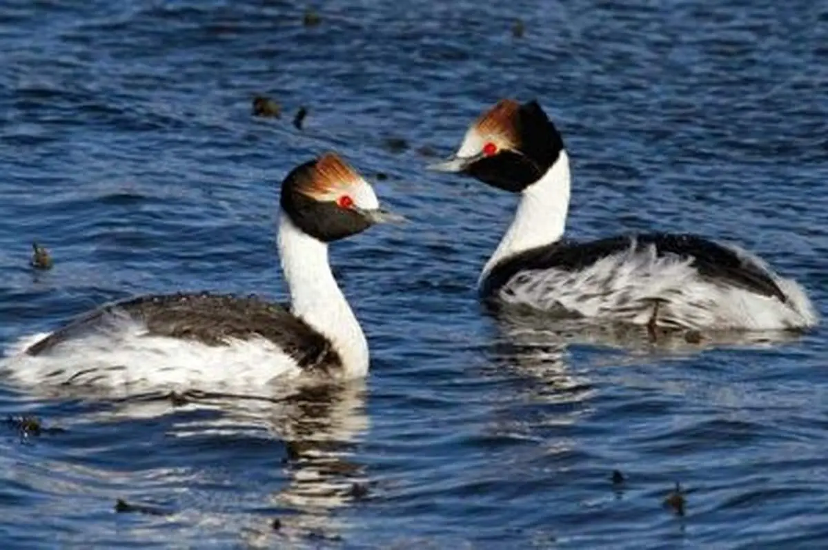 رقص باشکوه دو پرنده زیبا بر روی دریاچه+ فیلم