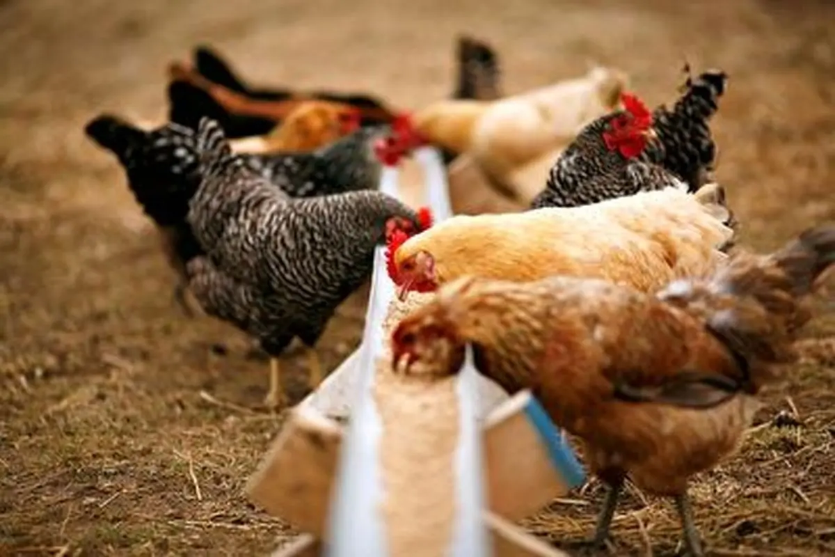 یورش باورنکردنی صدها مرغ پس از شنیدن صدای صاحبشان!+ فیلم