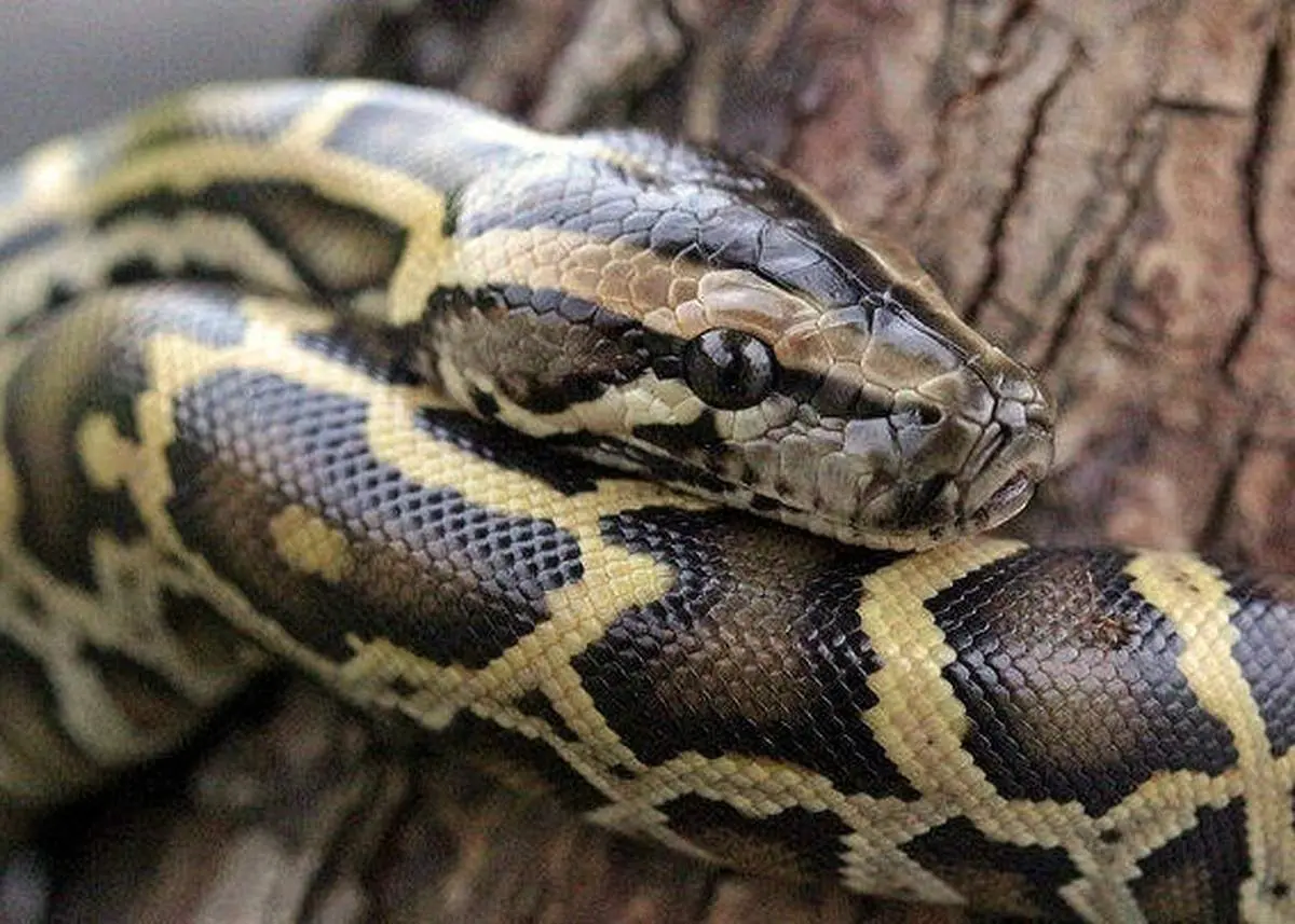 سمی ترین مارهای شمال ایران + عکس