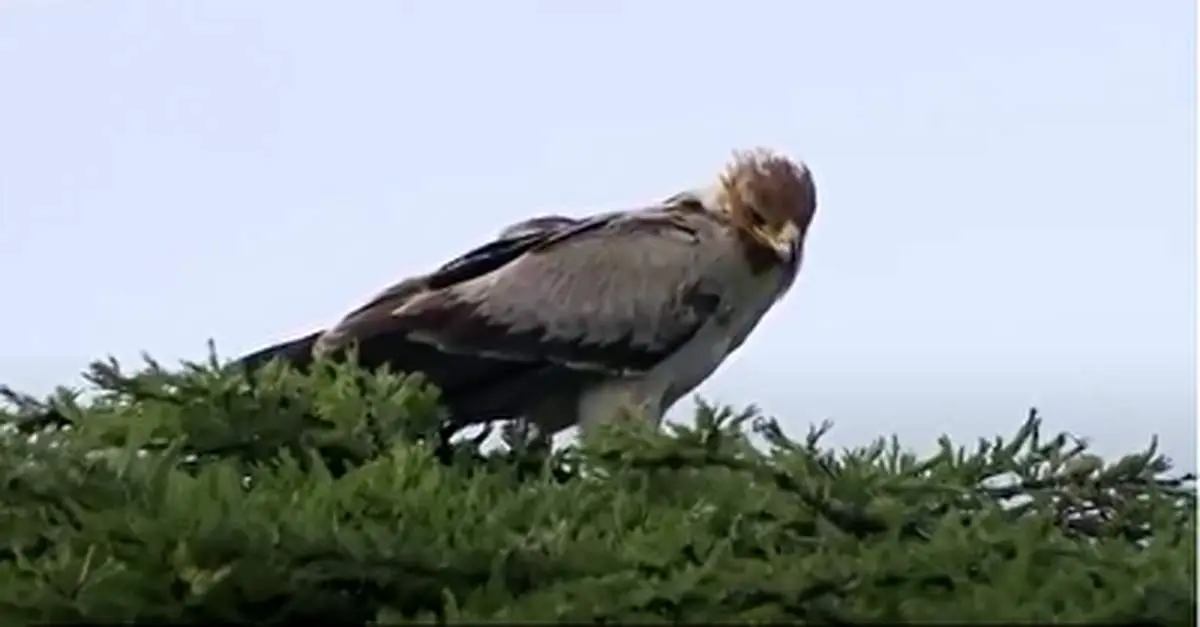 نبرد تمام عیار مرغ منشی با مار! + فیلم