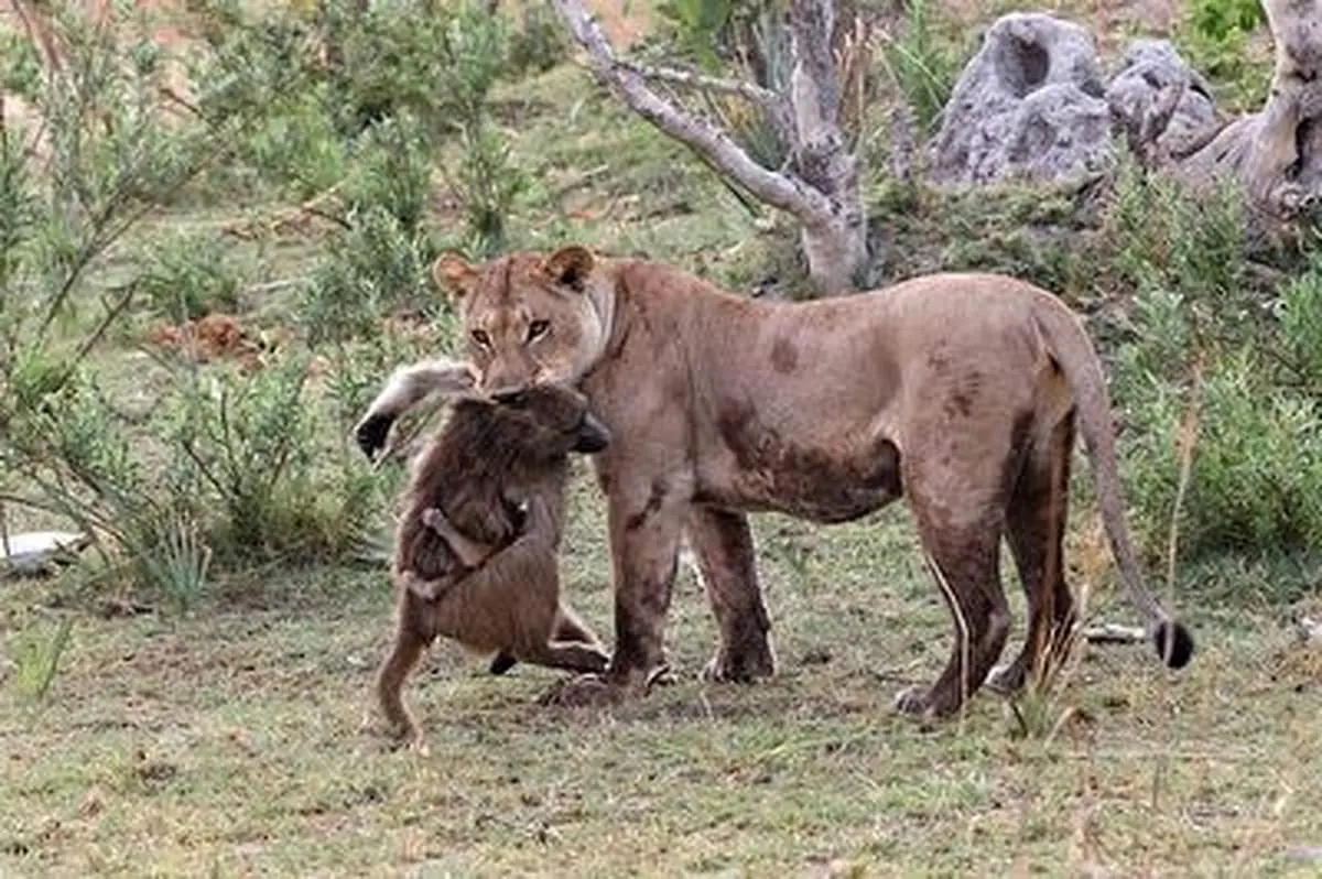 شکار حرفه ای بابون توسط ملکه+ فیلم