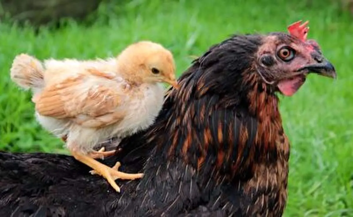 جنگ سخت بین مرغ و کلاغ + فیلم