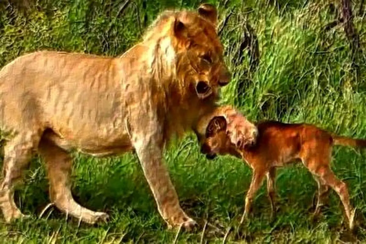 نجات بچه گوزن از چنگال شیر توسط یک شیر دیگر!+ فیلم
