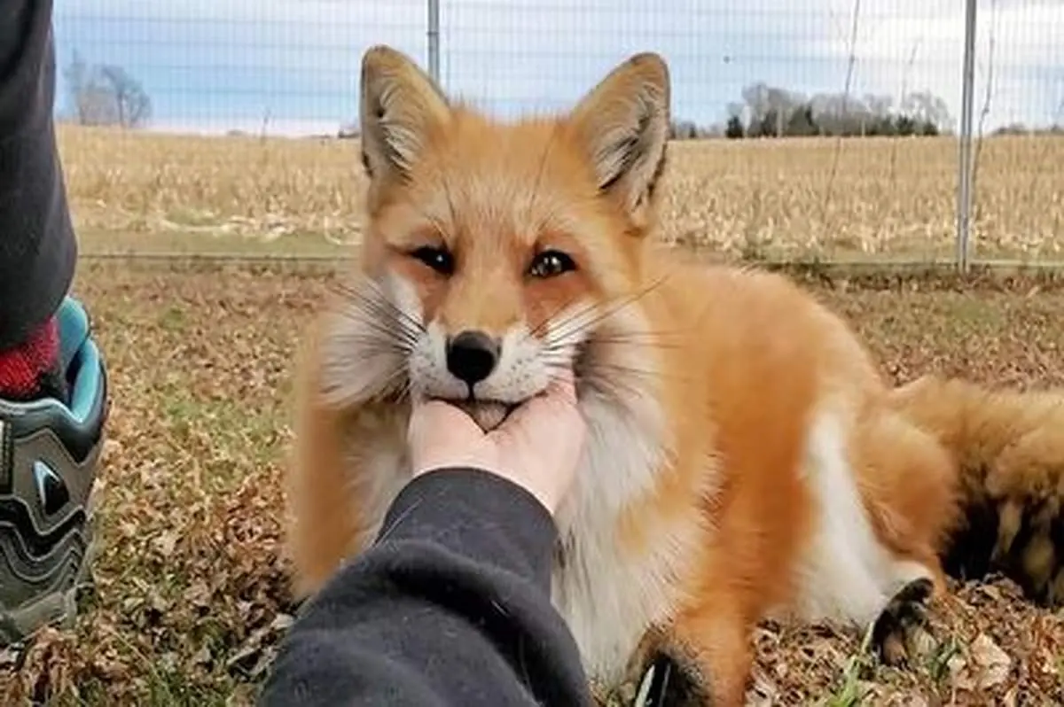 اگر نوازشش نکنید باید جیغ و فریادش را تحمل کنید!+ فیلم