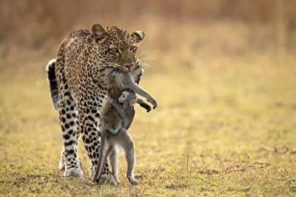 شکار بی رحمانه بابون+ فیلم