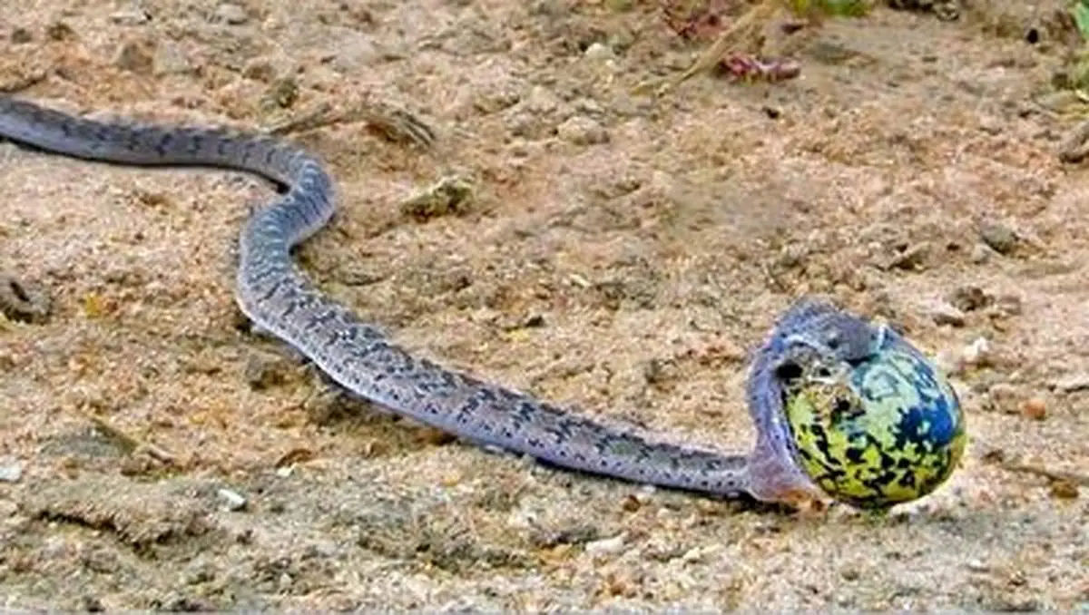 وضعیت عجیب مار پس از دزدیدن تخم بزرگ یک پرنده+ فیلم