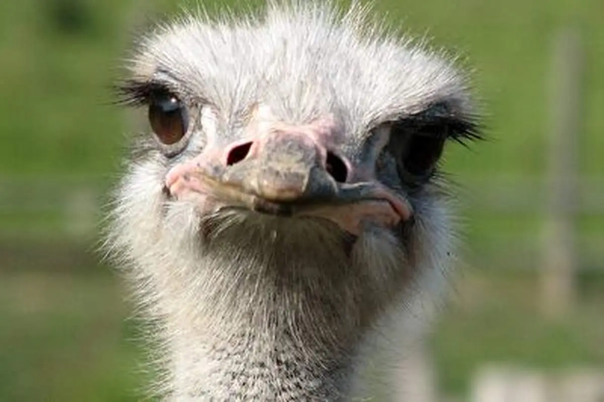 شکار شترمرغ خونسرد توسط سه یوزپلنگ گرسنه!+ فیلم