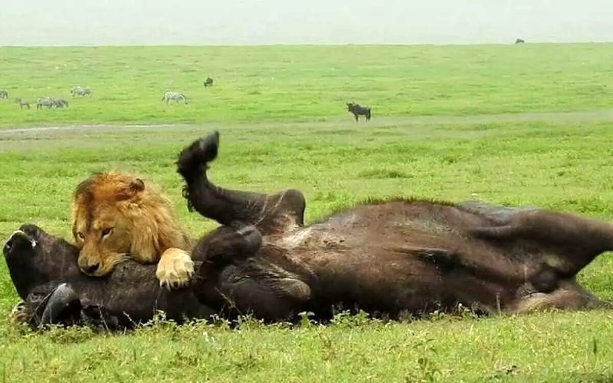 لحظه تماشایی شکار گاومیش توسط شیر+ فیلم