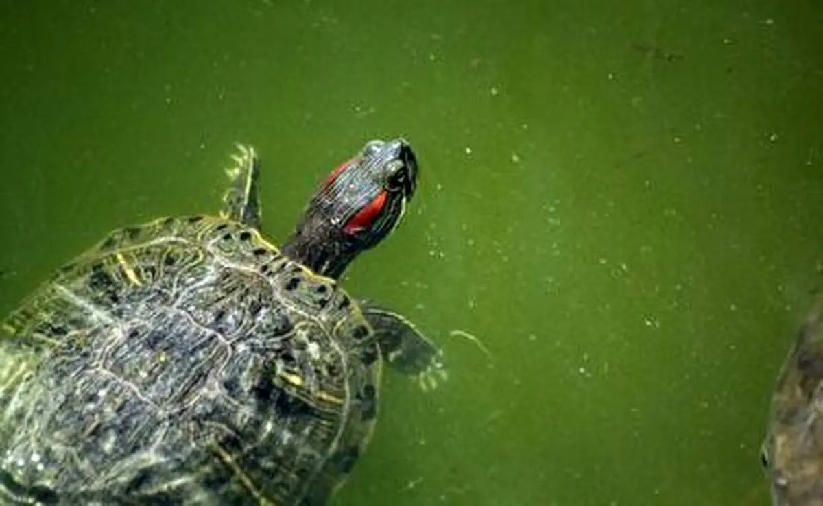 سواری گرفتن لاک پشت از ماهی + فیلم