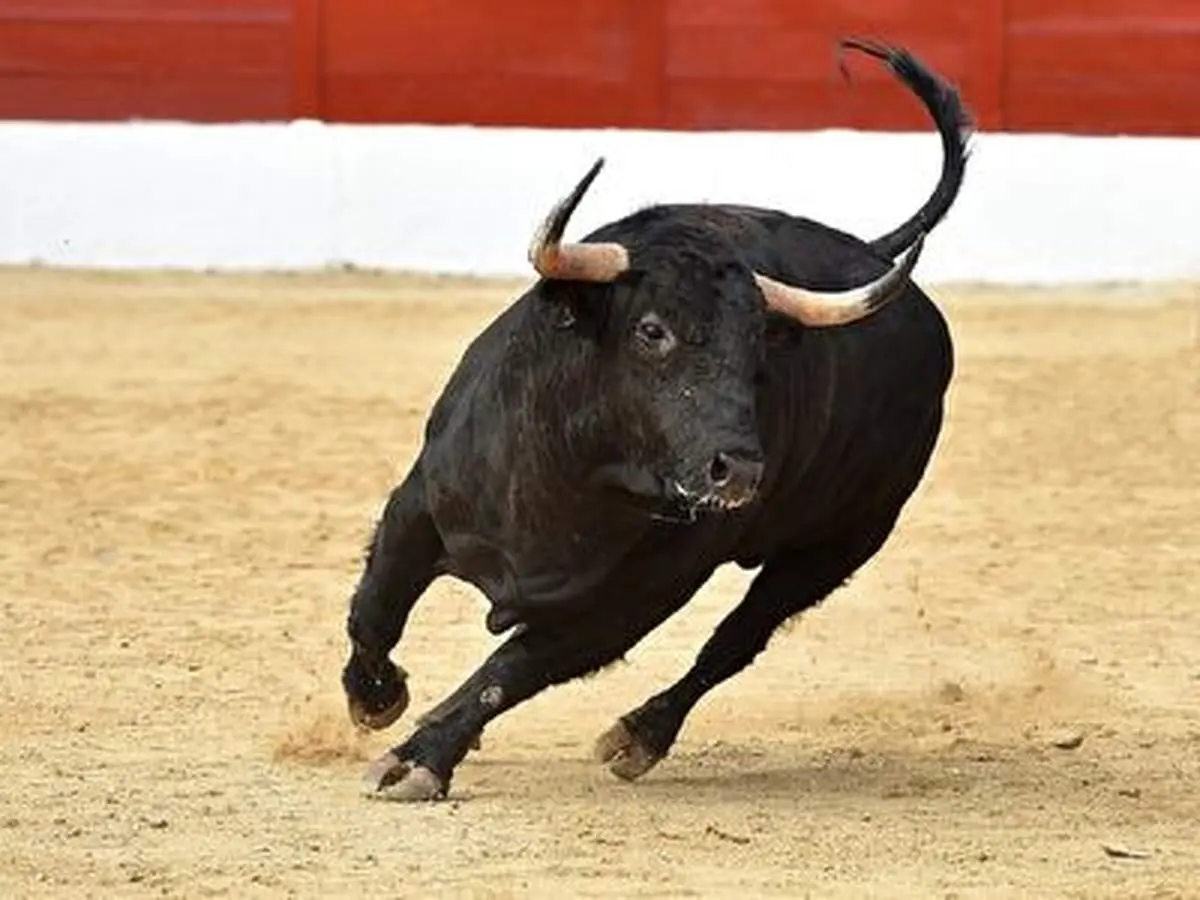 حمله گاو وحشی به مردم در مراسم مذهبی + فیلم