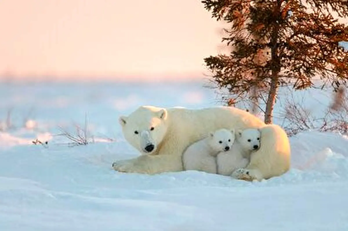 لحظات دیدنی بازی خرس قطبی با توله اش در برف + فیلم