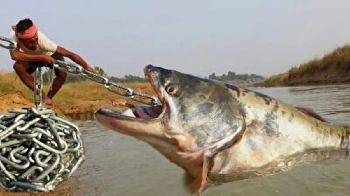 به آسان ترین روش ماهی بگیرید+ فیلم