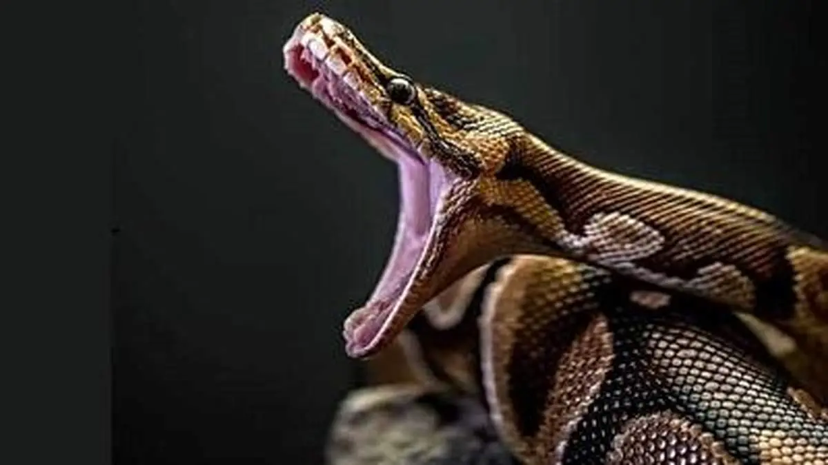 بلعیده شدن آهو توسط مار پیتون در ١٠ ثانيه!+ فیلم