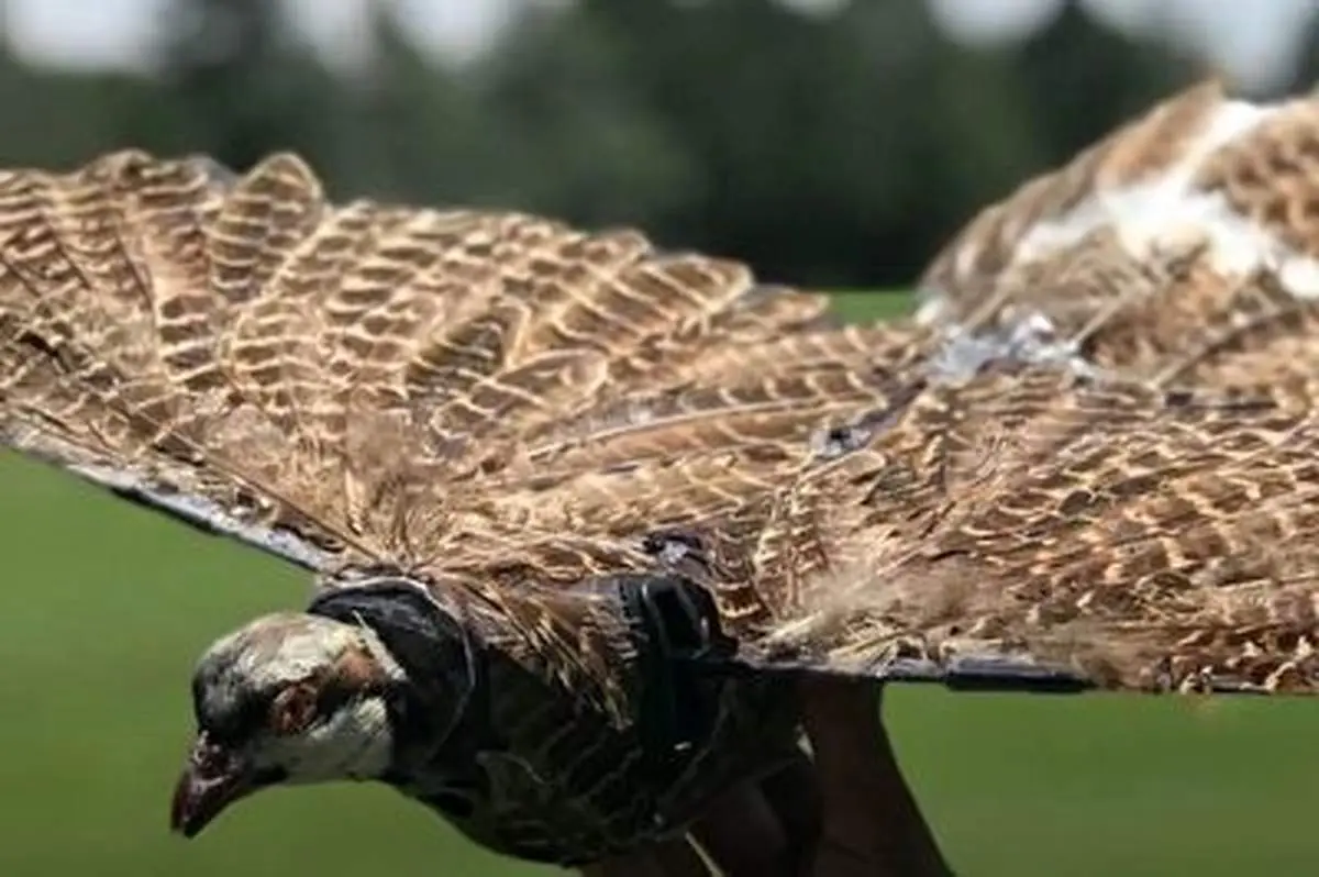 پهپادهای جاسوسی که به شکل پرنده هستند !+ فیلم