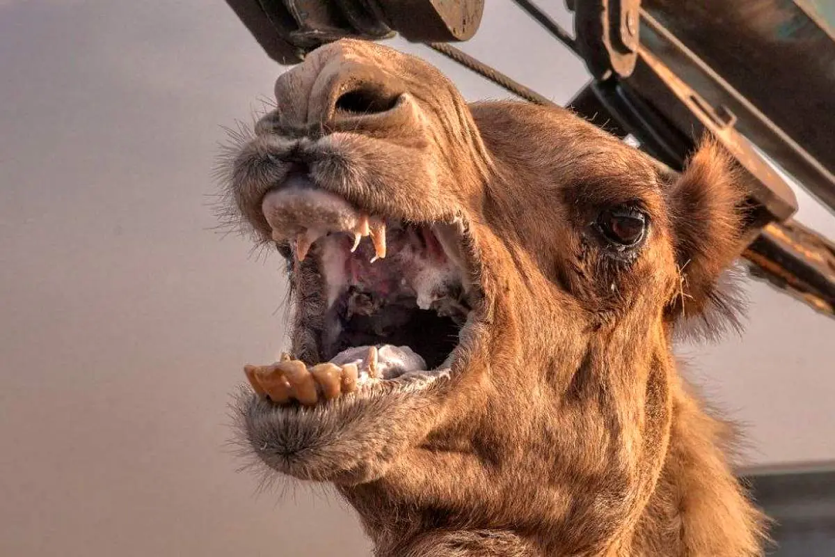 با این قدرت سازگاری شتر حیوانی ماورایی است!