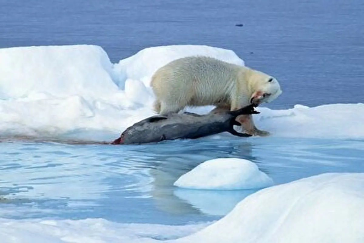 تعقیب و گریز خرس قطبی برای کشتن فک!+ فیلم