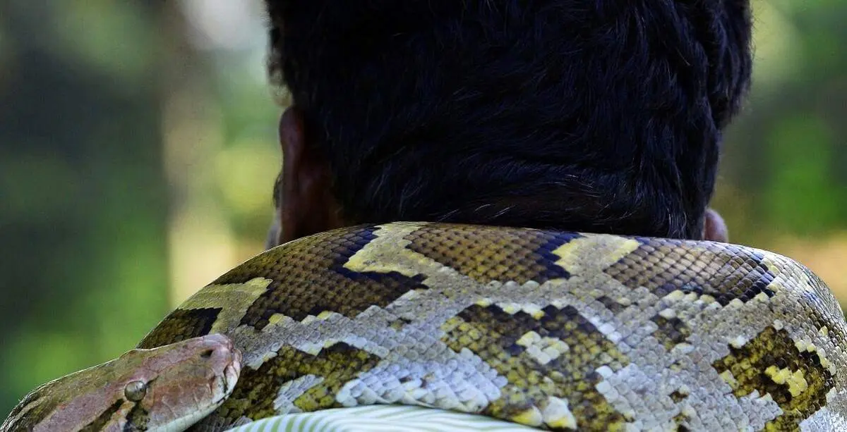حمله وحشیانه مار پیتون به یک مرد+ فیلم