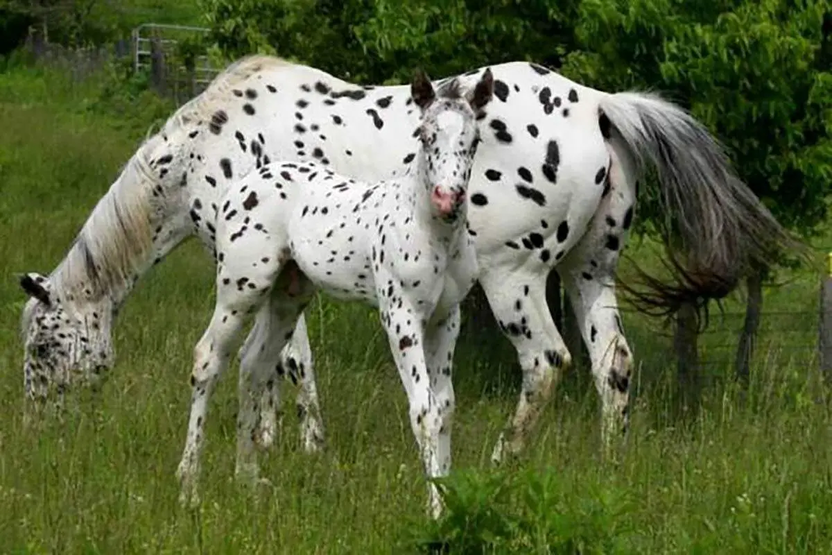 بغل دیدنی از اسب‌های خالدار و زیبا+ فیلم