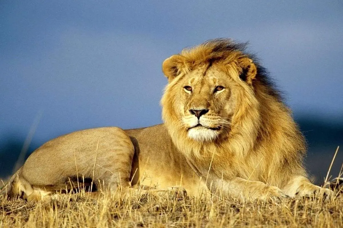 لحظه قبض روح شدن شیر نر + فیلم