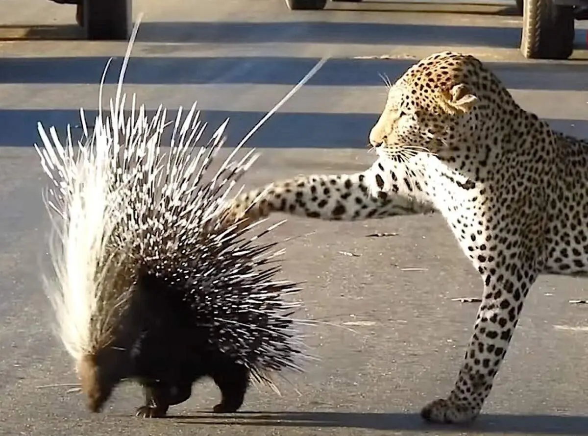 نبرد تمام عیار جوجه تیغی مادر و پلنگ+ فیلم