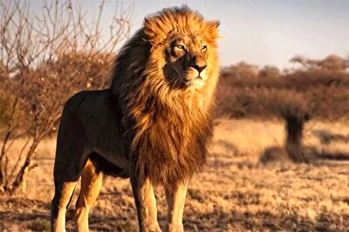 نجات گردشگر از چنگال شیر گرسنه + فیلم