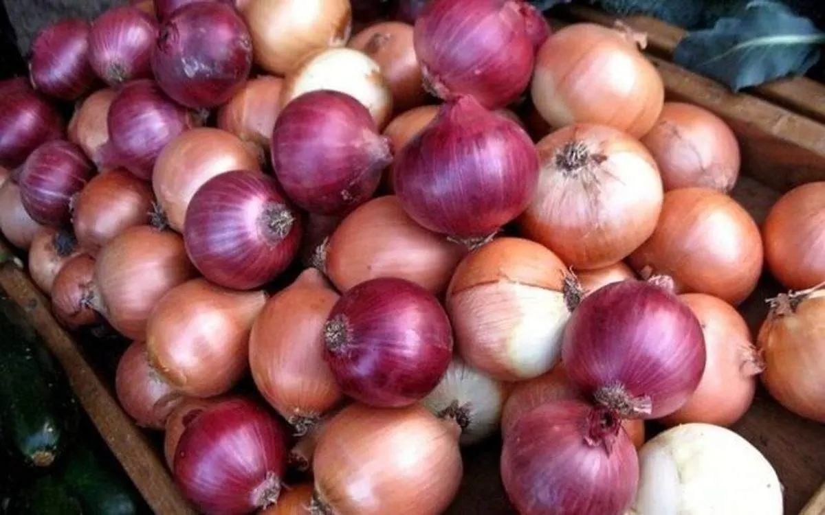 قیمت جدید پیاز در بازار چند؟