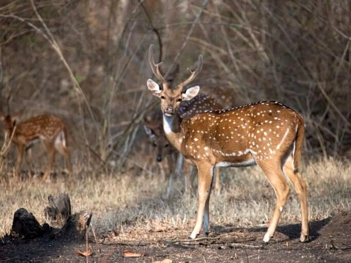 پرش حیرت انگیز سگ وحشی آفریقایی برای شکار گوزن خالدار+ فیلم