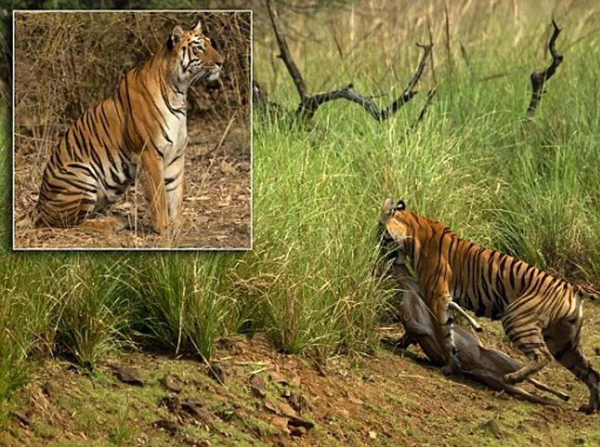 حرکت احمقانه بچه گوزن در برابر ببر به قیمت جان‌اش تمام شد!+ فیلم