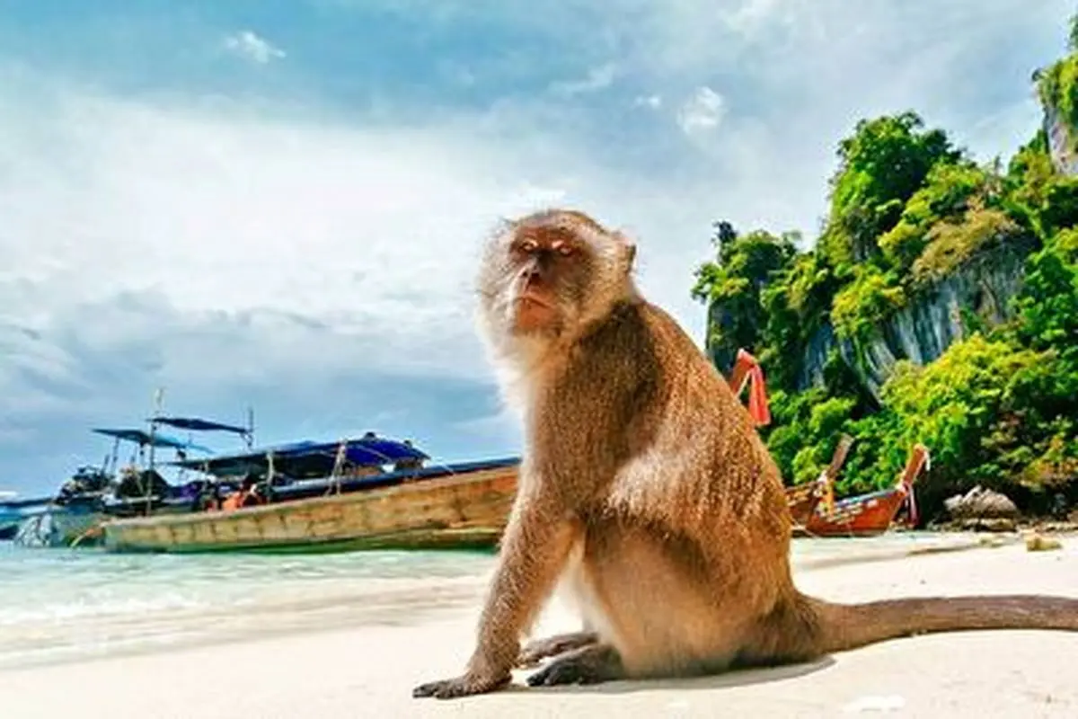 ریلکس کردن میمون ها در چشمه آبگرم + فیلم