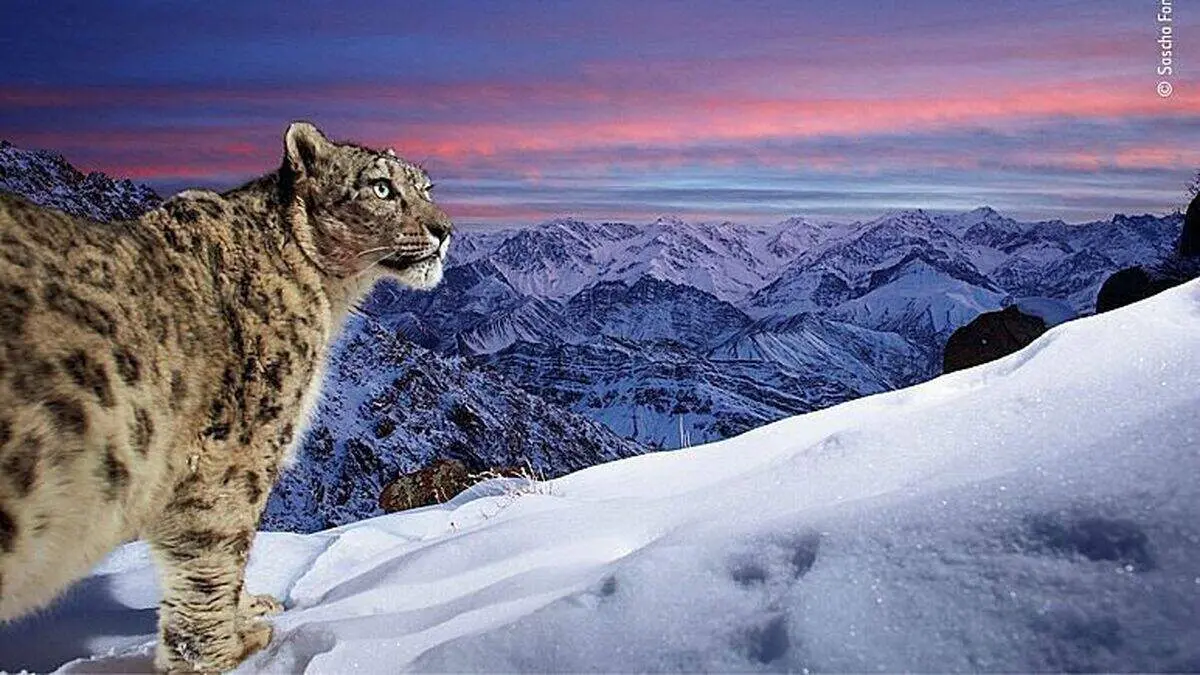۵ عکس شگفت انگیز که جایزه عکس سال حیات وحش را بردند + تصاویر