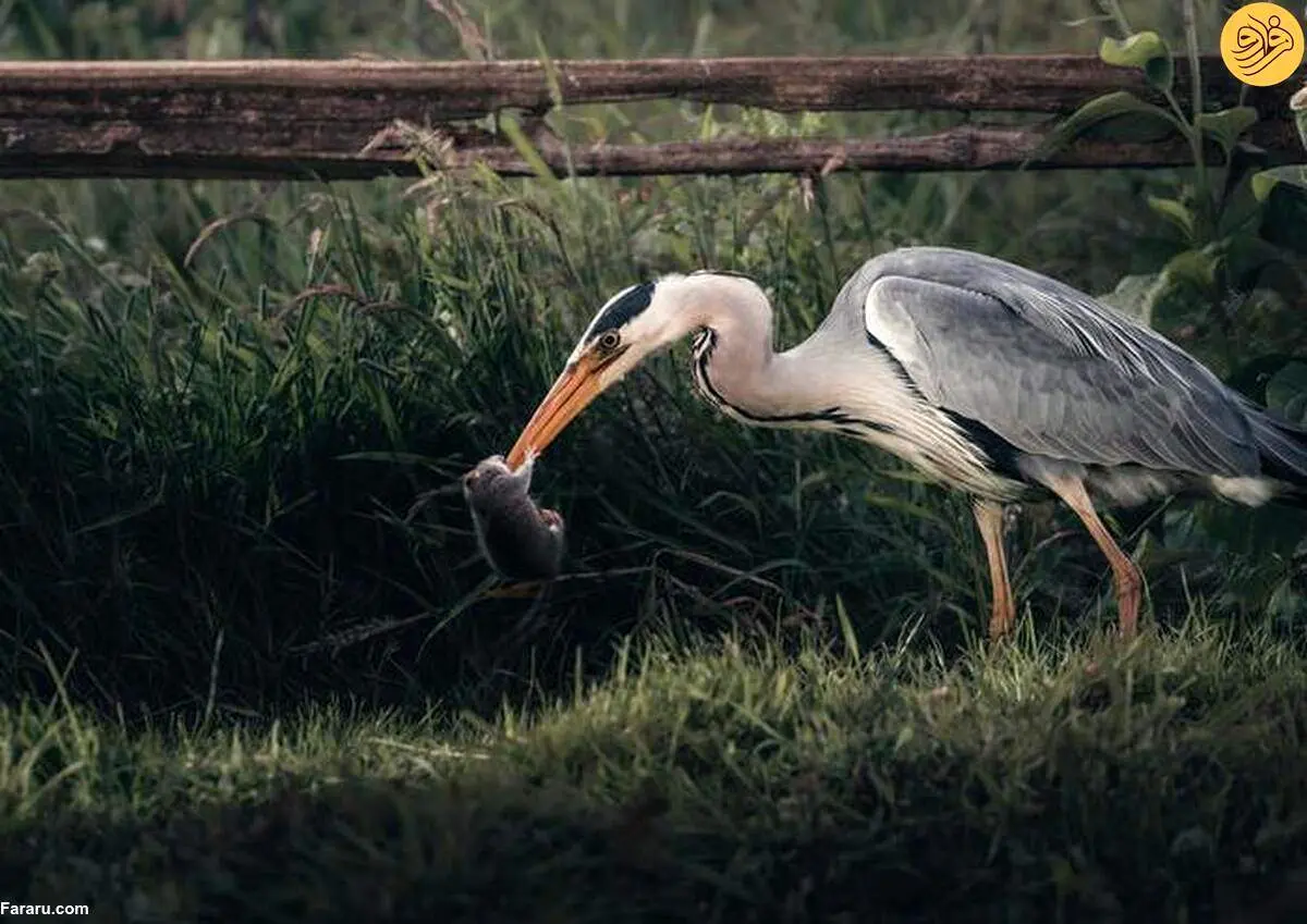 شکار موش غول پیکر توسط حواصیل + تصاویر