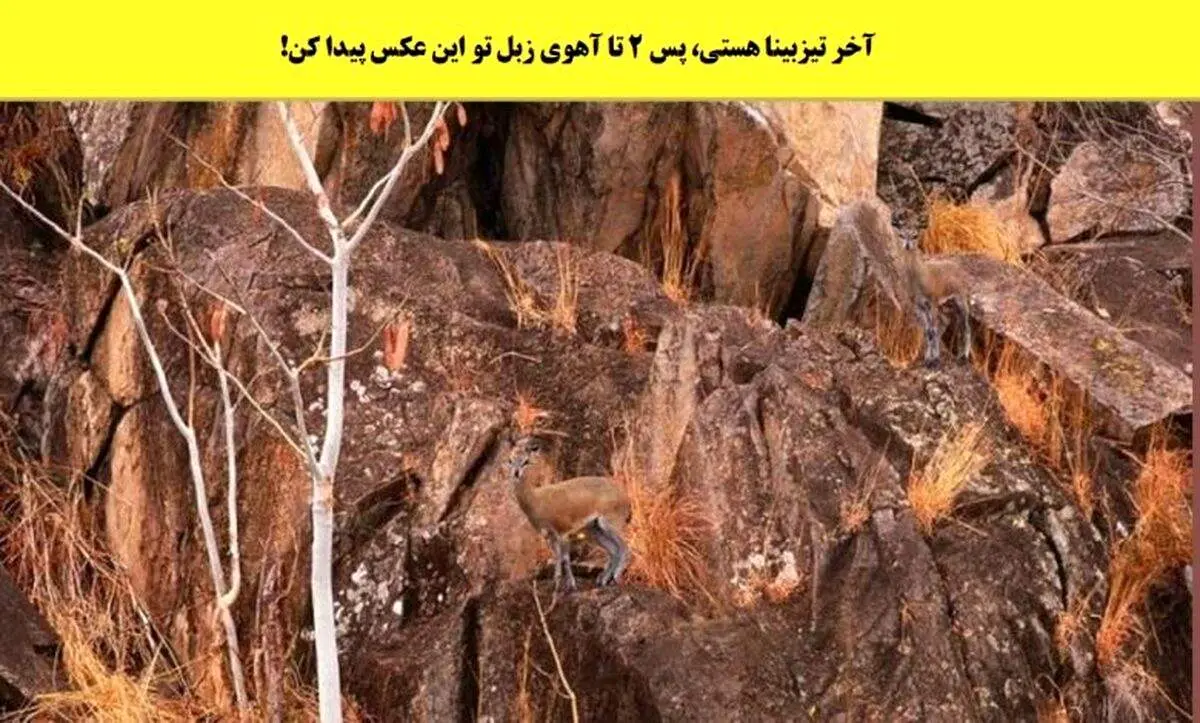 تست قدرت بینایی؛ دو تا آهوی این تصویر را پیدا کنید