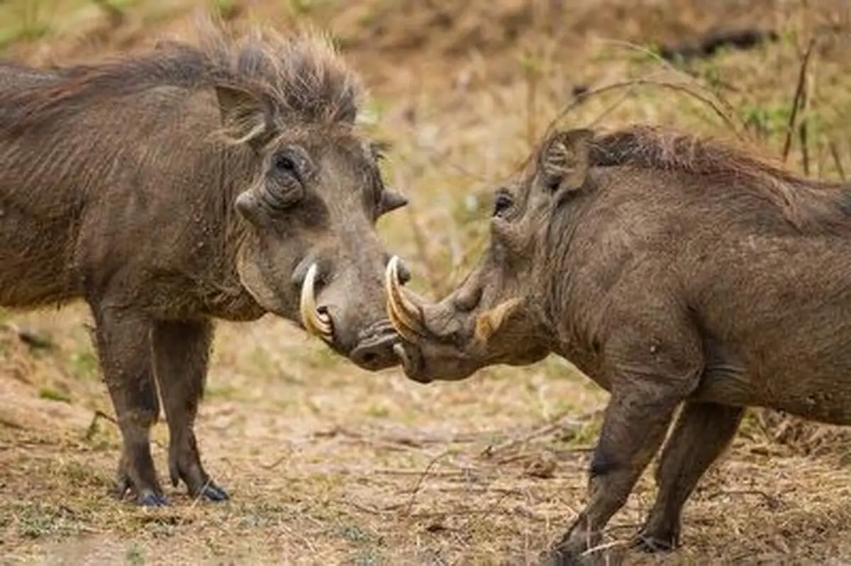 اتحاد گرازها در برابر حمله کروکدیل + فیلم