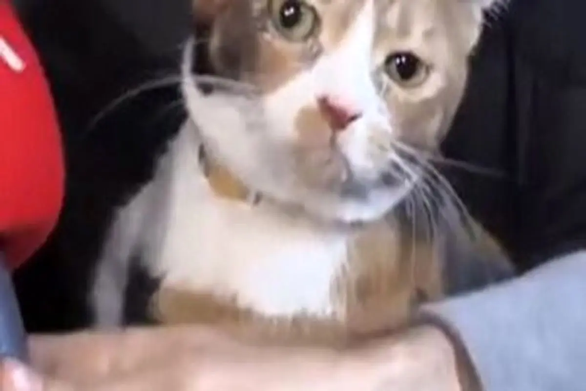 گربه قهرمان، جان یک خانواده زلزله زده ترک را نجات داد + فیلم