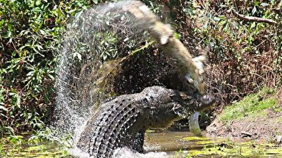 بی رحمی کروکدیل در مقابل همنوعش + فیلم