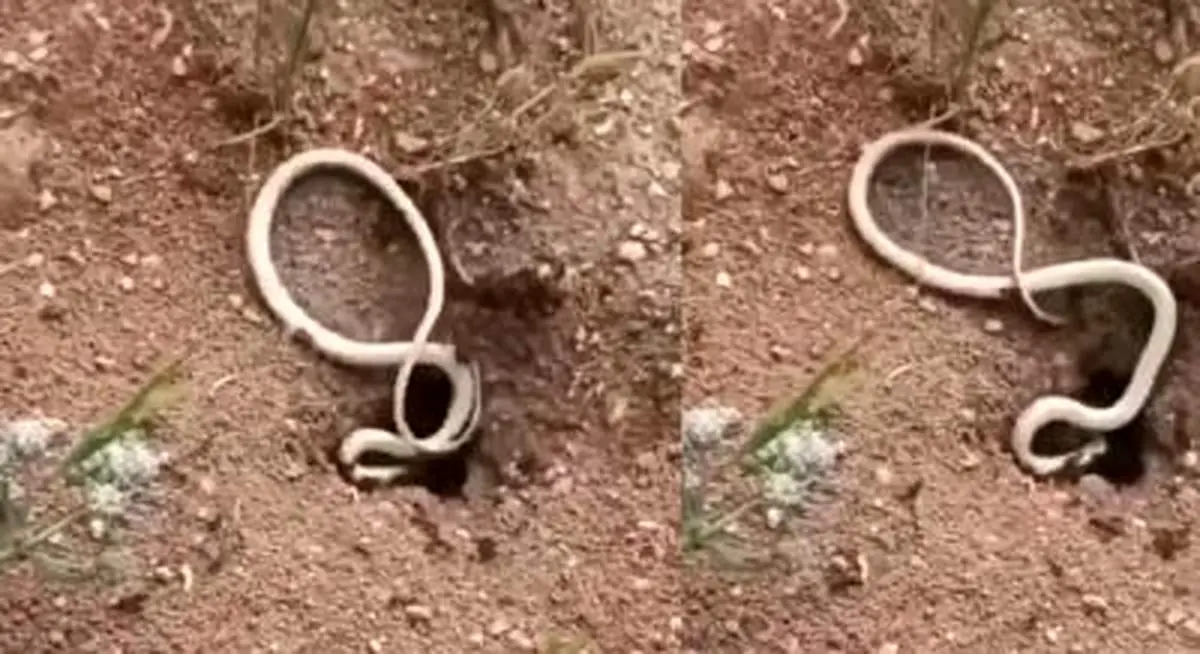 ویدئویی پربازدید از شکار مار توسط مورچه ها!