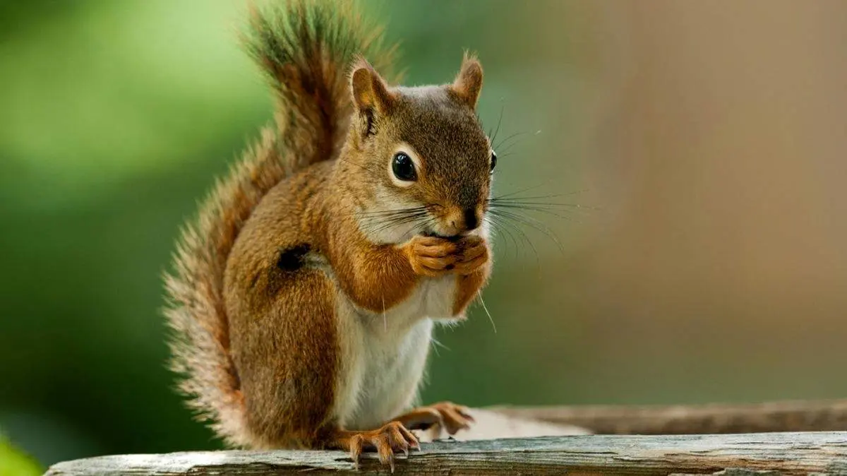 سنجاب ها برای کشف مواد مخدر به پلیس چین می پیوندند