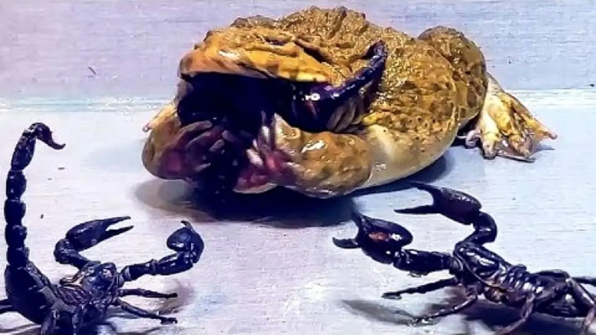 لحظه بلعیدن عقرب سیاه توسط قورباغه + فیلم