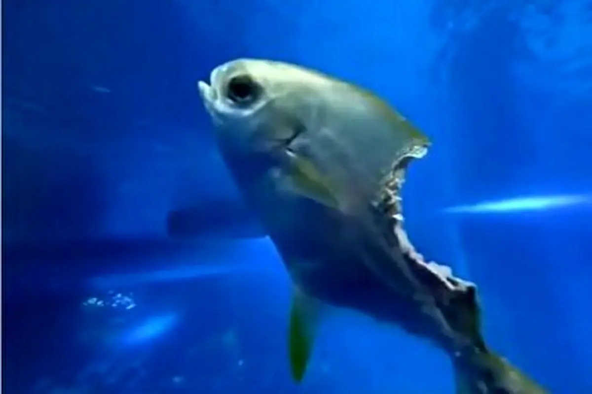 شنای یک ماهی با وجود از دست دادن نیمی از بدن! + فیلم